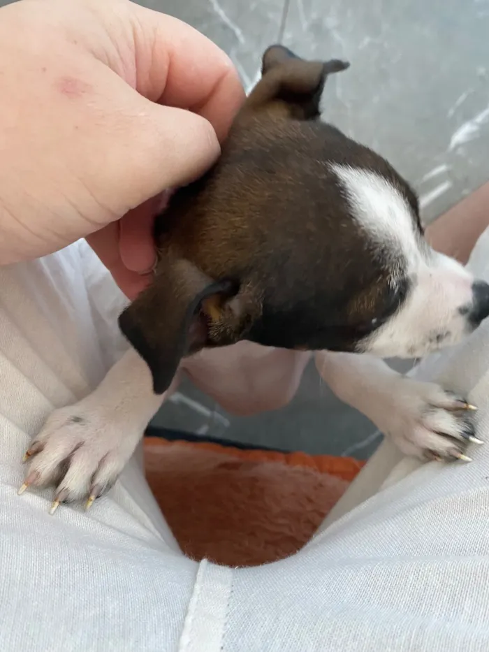 Cachorro raça SRD-ViraLata idade 2 a 6 meses nome Pity