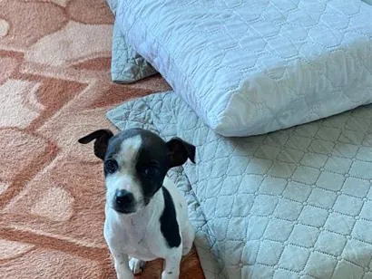 Cachorro raça SRD-ViraLata idade 2 a 6 meses nome Pity