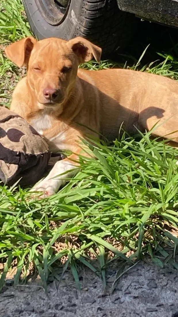 Cachorro raça SRD-ViraLata idade 2 a 6 meses nome Paçoca