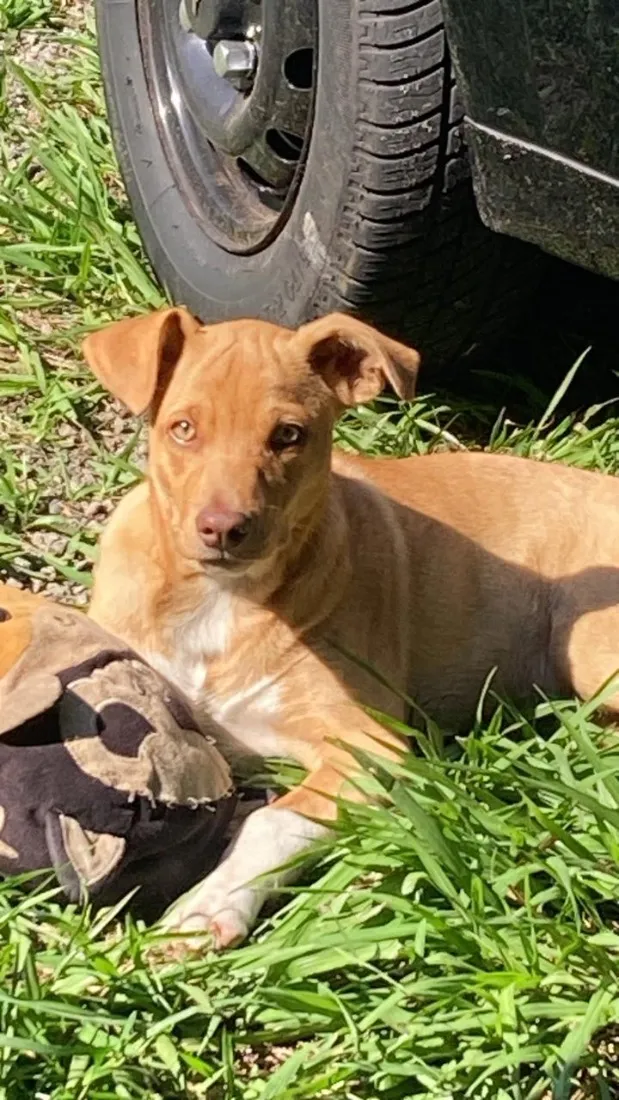 Cachorro raça SRD-ViraLata idade 2 a 6 meses nome Paçoca