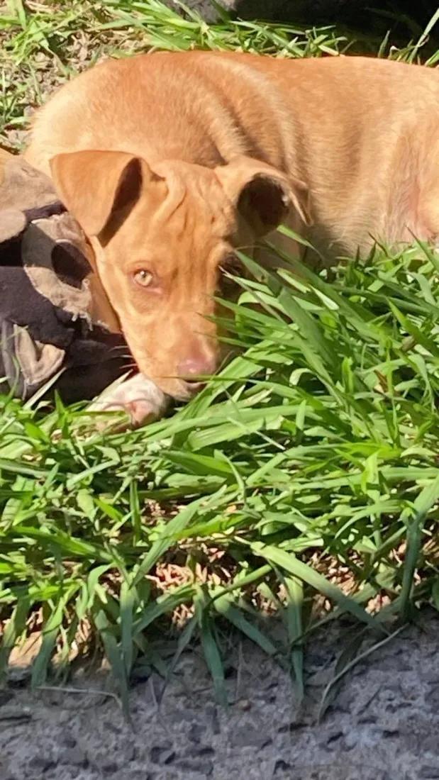Cachorro raça SRD-ViraLata idade 2 a 6 meses nome Paçoca