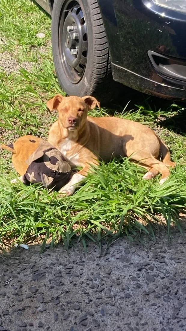Cachorro raça SRD-ViraLata idade 2 a 6 meses nome Paçoca