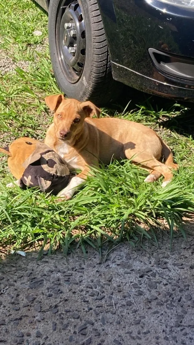 Cachorro raça SRD-ViraLata idade 2 a 6 meses nome Paçoca