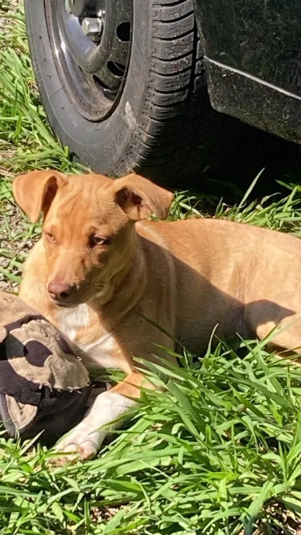 Cachorro raça SRD-ViraLata idade 2 a 6 meses nome Paçoca