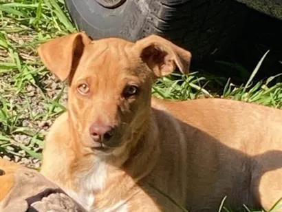 Cachorro raça SRD-ViraLata idade 2 a 6 meses nome Paçoca