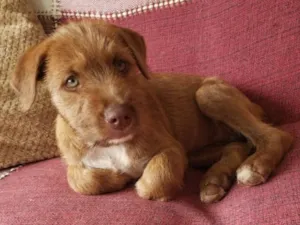 Cachorro raça SRD-ViraLata idade 2 a 6 meses nome Ainda não tem nome