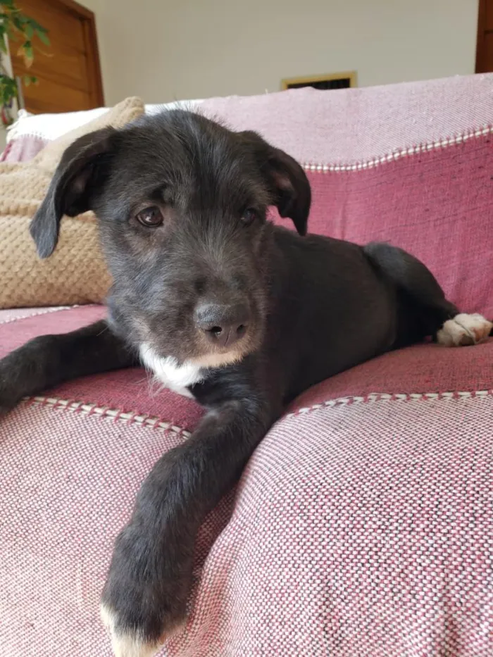 Cachorro raça SRD-ViraLata idade 2 a 6 meses nome Ainda não tem nome