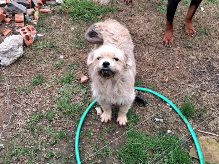 Cachorro raça SRD-ViraLata idade 1 ano nome RUKIA