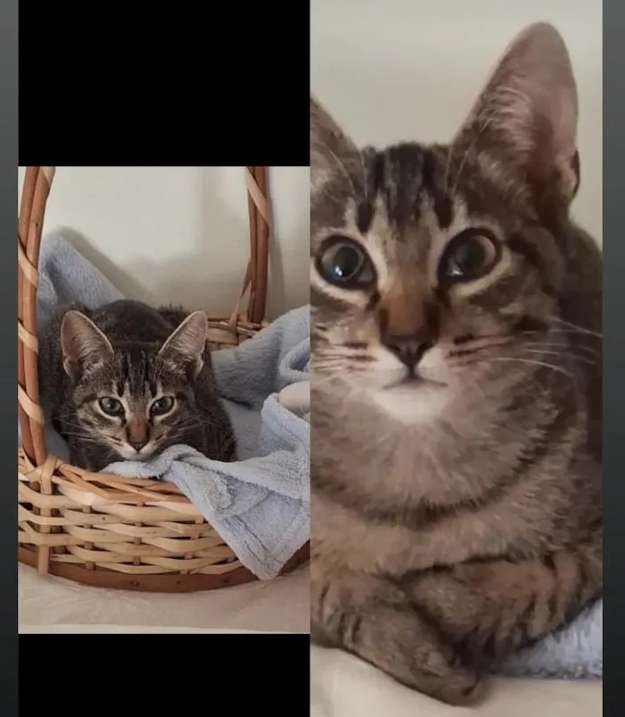 Gato raça SRD-ViraLata idade 2 a 6 meses nome chiquinho