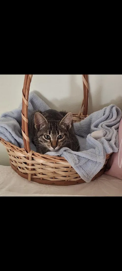 Gato raça SRD-ViraLata idade 2 a 6 meses nome chiquinho