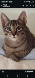 chiquinho