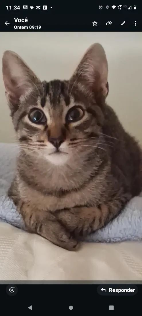 Gato raça SRD-ViraLata idade 2 a 6 meses nome chiquinho