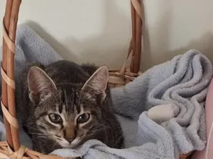Gato raça SRD-ViraLata idade 2 a 6 meses nome chiquinho