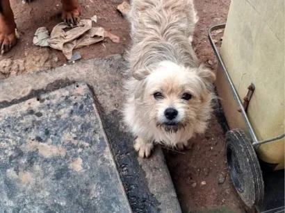 Cachorro raça SRD-ViraLata idade 1 ano nome RUKIA
