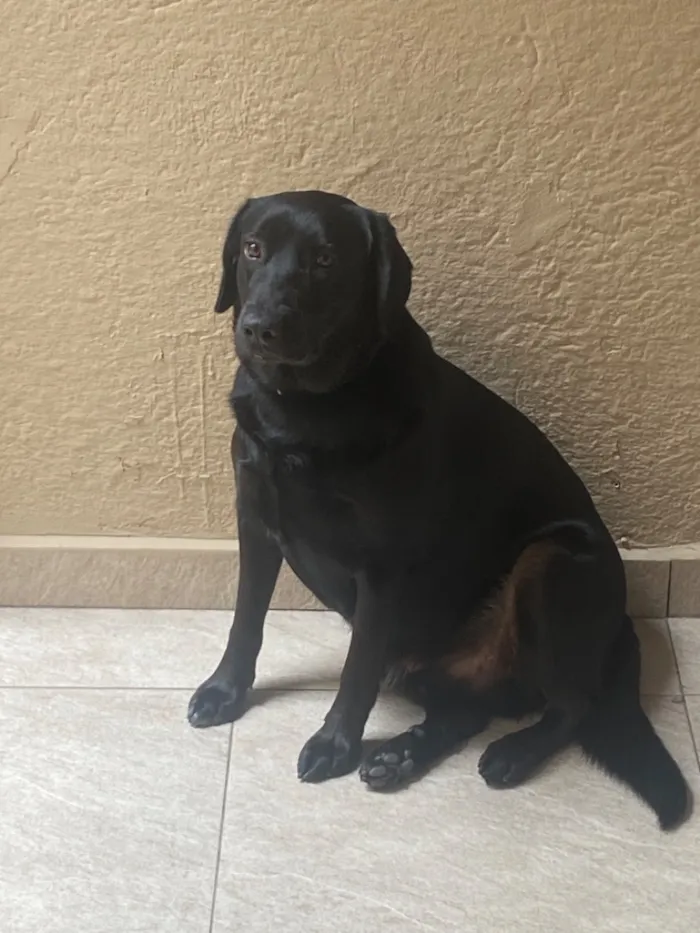 Cachorro raça Labrador idade 5 anos nome Thor 