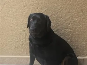 Cachorro raça Labrador idade 5 anos nome Thor 