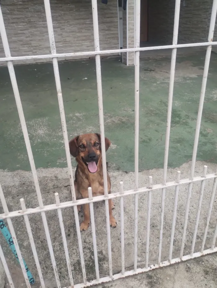 Cachorro raça SRD-ViraLata idade 2 anos nome Luna