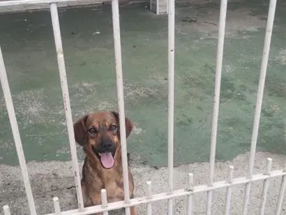 Cachorro raça SRD-ViraLata idade 2 anos nome Luna