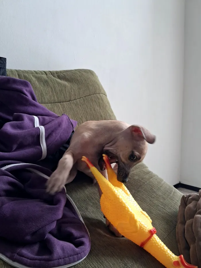 Cachorro raça SRD-ViraLata idade 2 a 6 meses nome paçoca 