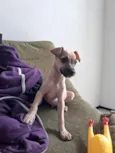 paçoca 