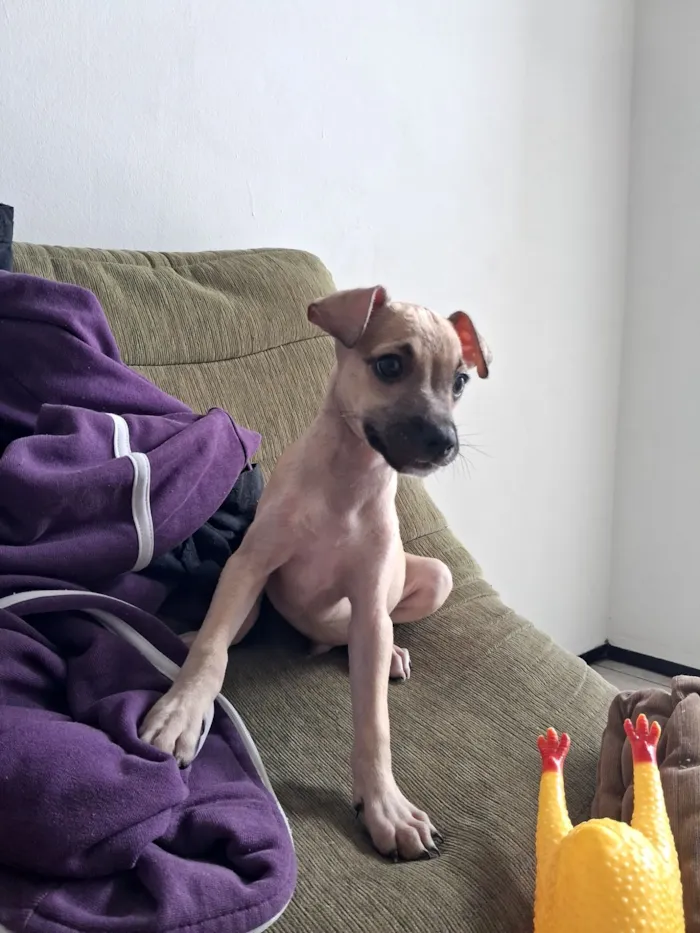 Cachorro raça SRD-ViraLata idade 2 a 6 meses nome paçoca 
