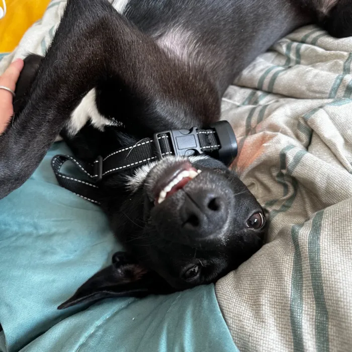 Cachorro raça SRD-ViraLata idade 2 a 6 meses nome Jornandes