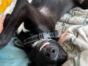 Cachorro raça SRD-ViraLata idade 2 a 6 meses nome Jornandes