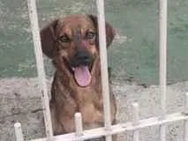 Cachorro raça SRD-ViraLata idade 2 anos nome Luna