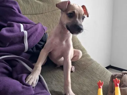 Cachorro raça SRD-ViraLata idade 2 a 6 meses nome paçoca 