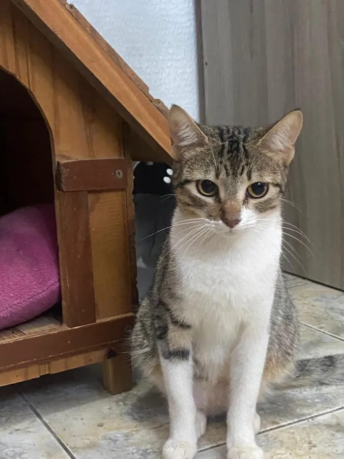 Gato raça SRD-ViraLata idade 1 ano nome Fiona