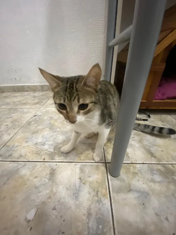 Gato raça SRD-ViraLata idade 1 ano nome Fiona