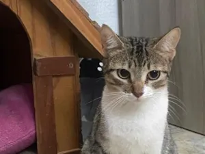 Gato raça SRD-ViraLata idade 1 ano nome Fiona