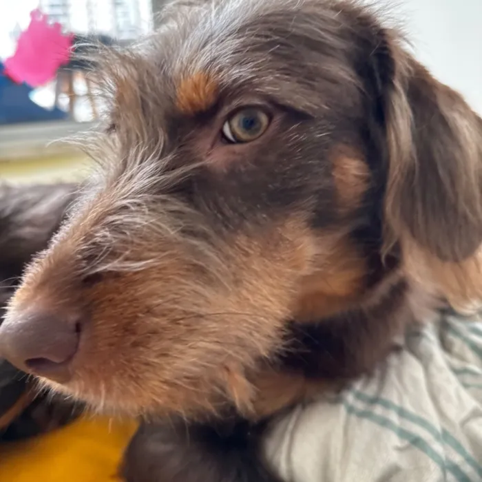 Cachorro raça SRD-ViraLata idade 1 ano nome Maria Flor 