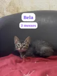 Bela