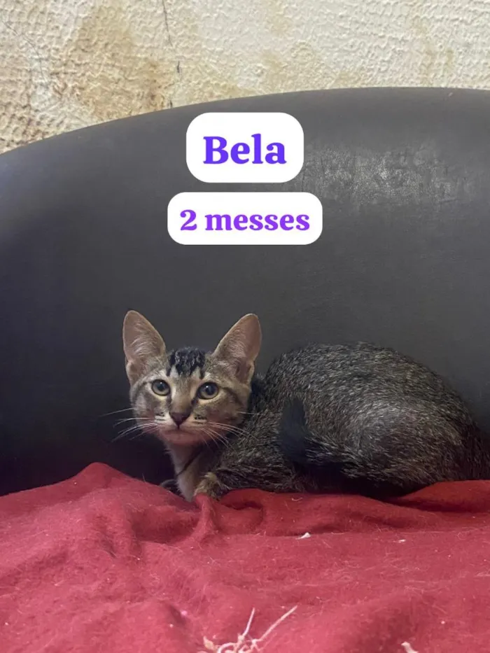 Gato raça SRD-ViraLata idade 2 a 6 meses nome Bela