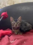 Bela