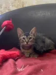 Bela