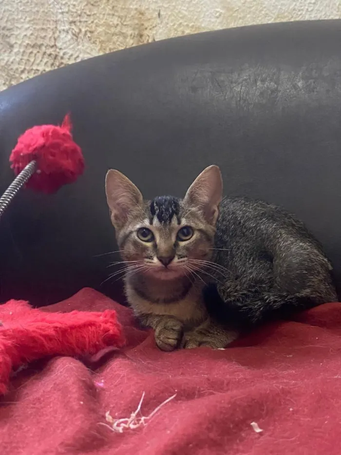 Gato raça SRD-ViraLata idade 2 a 6 meses nome Bela