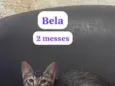 Bela