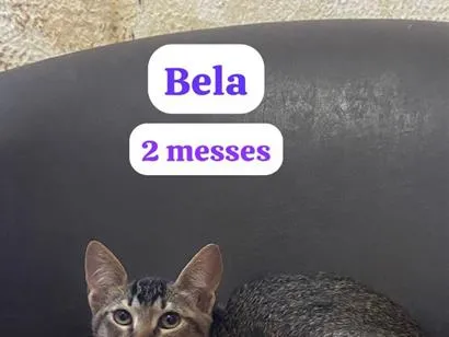 Gato raça SRD-ViraLata idade 2 a 6 meses nome Bela
