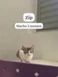 Zip