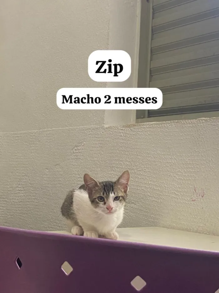 Gato raça SRD-ViraLata idade 2 a 6 meses nome Zip