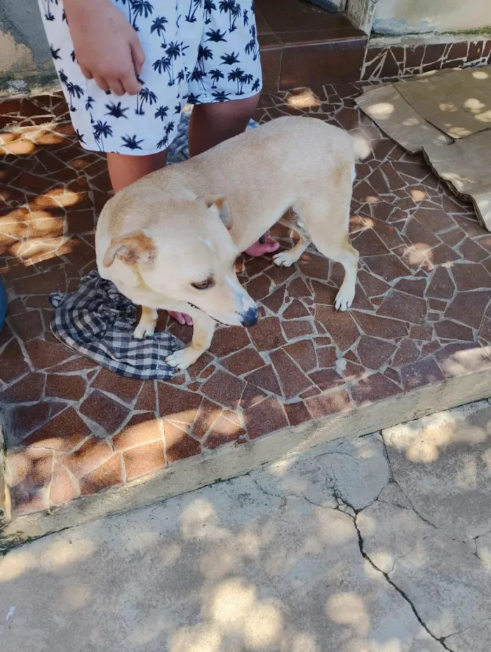 Cachorro raça SRD-ViraLata idade 6 ou mais anos nome Mel