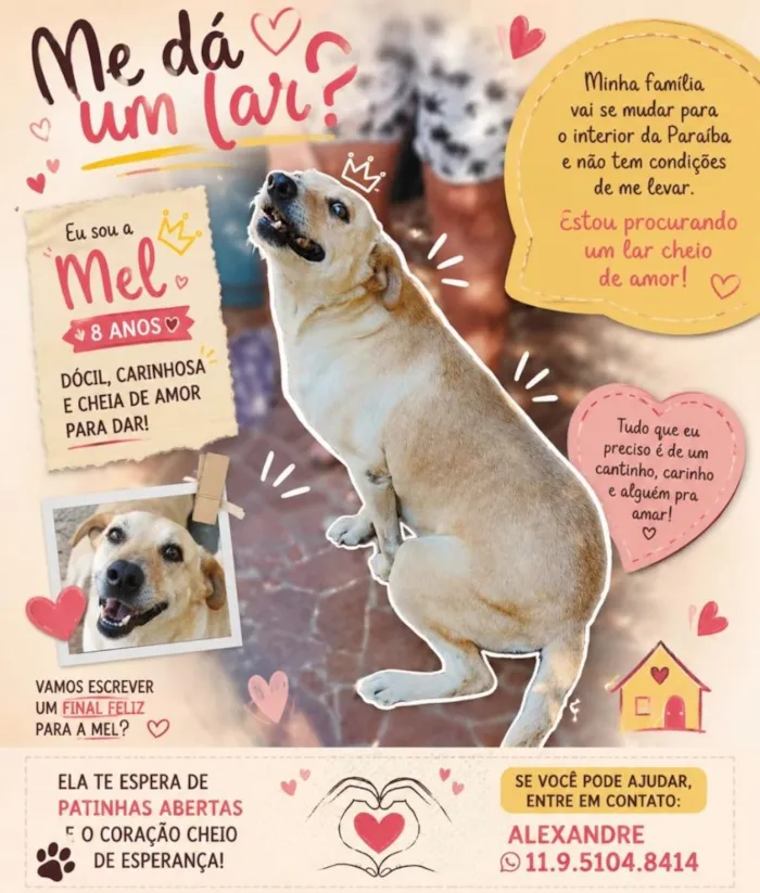 Cachorro raça SRD-ViraLata idade 6 ou mais anos nome Mel