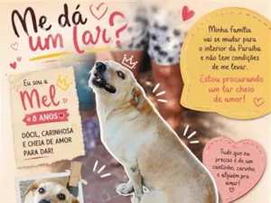 Cachorro raça SRD-ViraLata idade 6 ou mais anos nome Mel