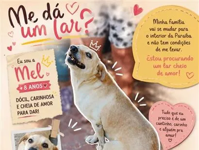 Cachorro raça SRD-ViraLata idade 6 ou mais anos nome Mel