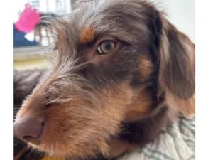 Cachorro raça SRD-ViraLata idade 1 ano nome Maria Flor 