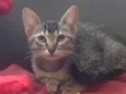 Bela