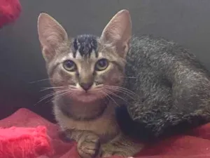 Gato raça SRD-ViraLata idade 2 a 6 meses nome Bela