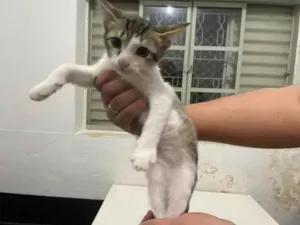 Gato raça SRD-ViraLata idade 2 a 6 meses nome Zip